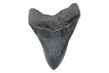 Fossil Megalodon Tooth - South Carolina #362175-1